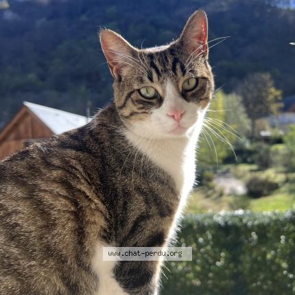 Photo 1/1 Sunny Chat perdu à Montpellier