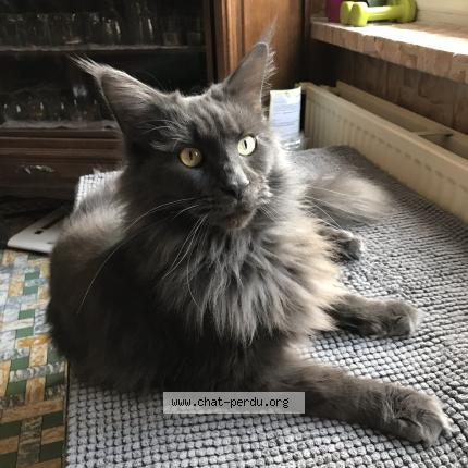 Photo 1/1 Charly Chat perdu à Wallers