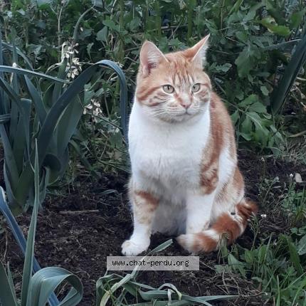 Photo 1/1 Rourou Chat perdu à Lannemezan