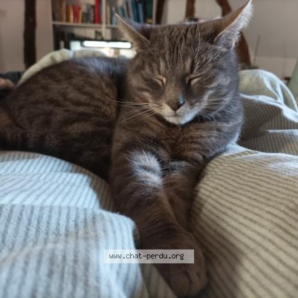 Photo 1/1 Djidji Chat perdu à Chatonnay