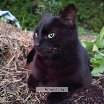 Photo 1/1 ELSA Chat perdu à Bruyeres le chatel