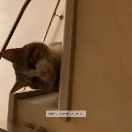 Photo 1/1 Chat trouvé Trouvé à La rochelle