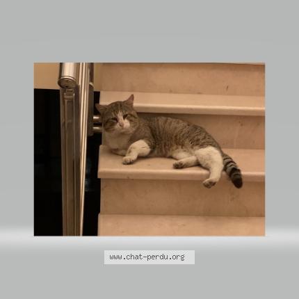 Photo 1/1 Chat trouvé Trouvé à La rochelle