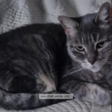 Photo 1/1 Happy Chat perdu à Tourcoing
