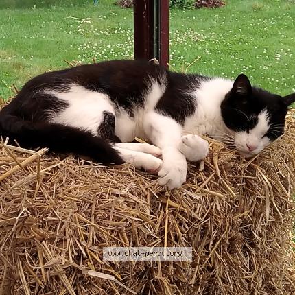 Photo 1/1 Félix Chat perdu à Anzin