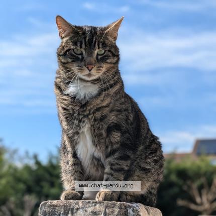 Photo 1/1 Pusheen Chat perdu à Saint nazaire les eymes