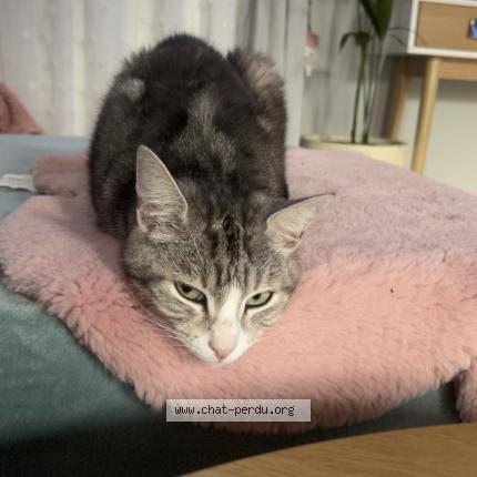 Photo 1/1 Yoko Chat perdu à Henin beaumont