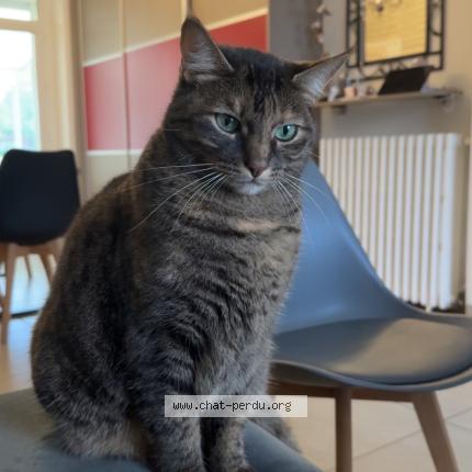 Photo 1/1 Tixie Chat perdu à Bouaye