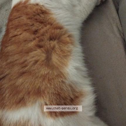 Photo 1/1 Camel Chat perdu à Coublevie