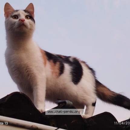 Photo 1/1 Chat trouvé Trouvé à Limay
