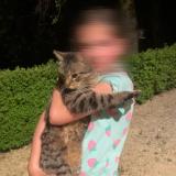 Photo de chat trouvé à Les Coteaux Perigourdins