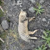 Photo de chat trouvé à Sonnaz