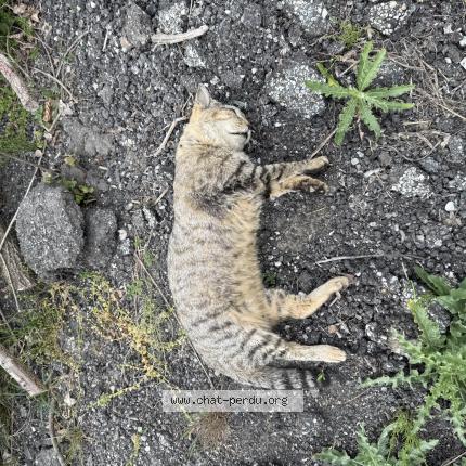 Photo 1/1 Chat trouvé Trouvé à Sonnaz