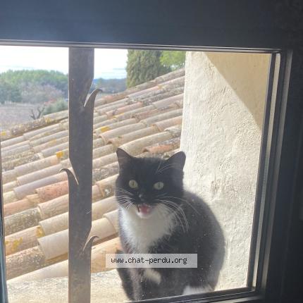 Photo 1/1 Syrah Chat perdu à Carpentras