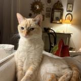 Photo de chat perdu à Lyon