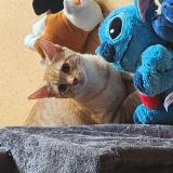 Photo de chat perdu à Frasne Le Chateau