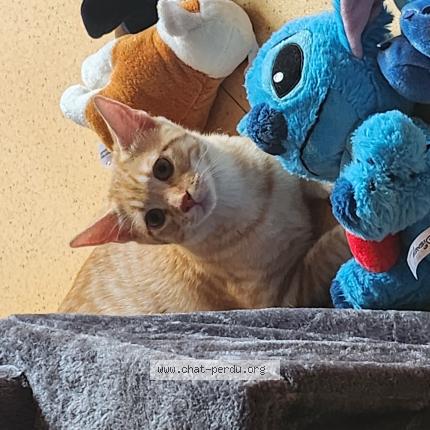 Photo 1/1 Flamby Chat perdu à Frasne le chateau