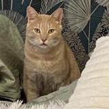 Photo de chat perdu à Villeneuve Les Avignon