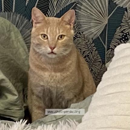 Photo 1/1 Simba Chat perdu à Villeneuve les avignon