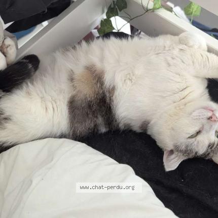 Photo 1/1 Neige Chat perdu à Valence