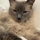 Photo de chat perdu à Nousty