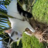 Photo de chat perdu à Rennes