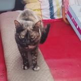 Photo de chat perdu à Charvieu Chavagneux