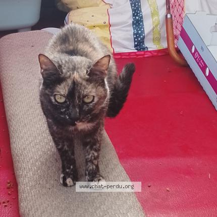 Photo 1/1 Kitty Chat perdu à Charvieu chavagneux