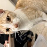 Photo de chat trouvé à Tourcoing