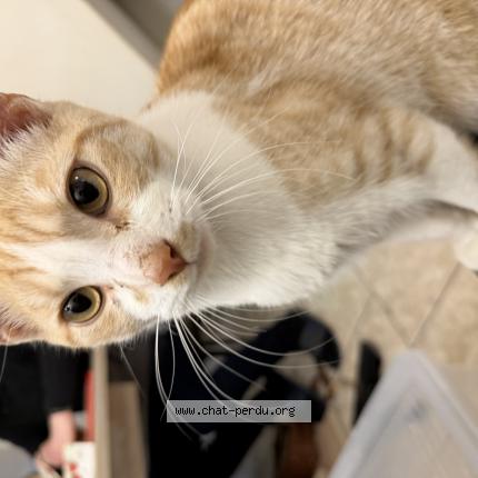 Photo 1/1 Chat trouvé Trouvé à Tourcoing