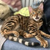 Photo de chat perdu à Argenteuil