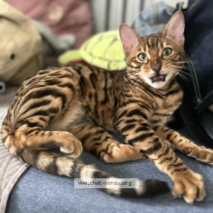 Photo 1/1 Ocelo Chat perdu à Argenteuil