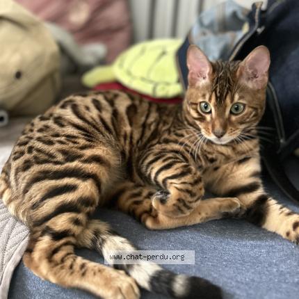 Photo 2/4 Ocelo Chat perdu à Argenteuil