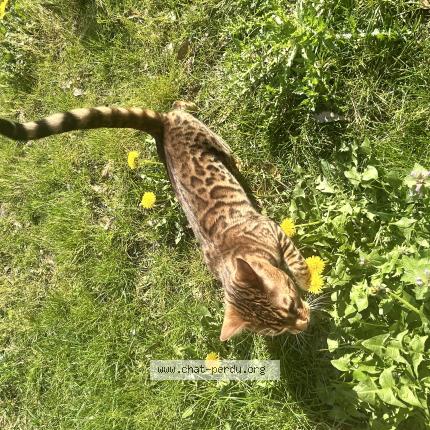 Photo 3/4 Ocelo Chat perdu à Argenteuil