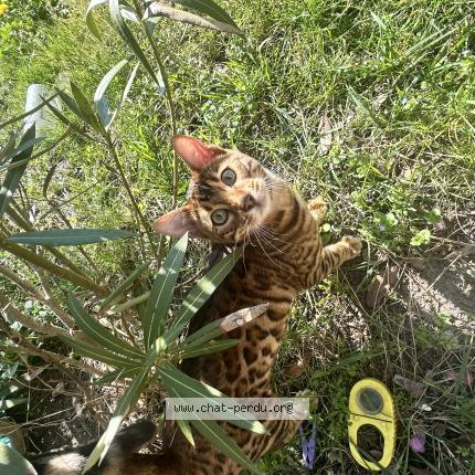 Photo 4/4 Ocelo Chat perdu à Argenteuil