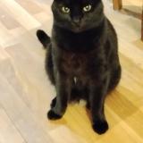 Photo de chat perdu à Bordeaux