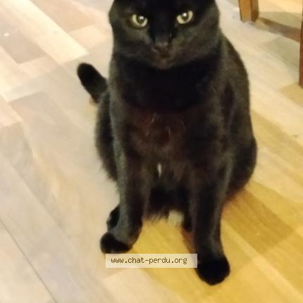 Photo 1/1 Gino Chat perdu à Bordeaux