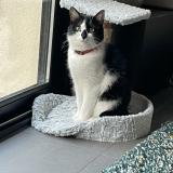 Photo de chat perdu à Marseille