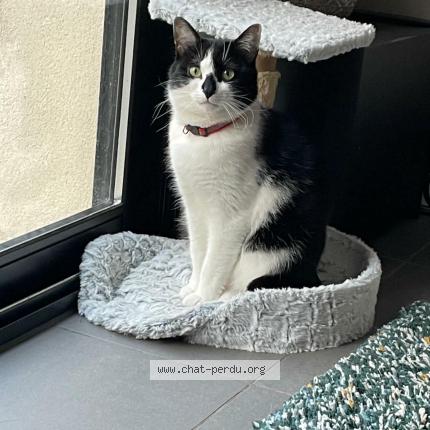 Photo 1/1 Charly Chat perdu à Marseille