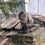 Photo de chat trouvé à Mulhouse