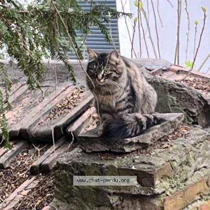 Photo 1/1 Chat trouvé Trouvé à Mulhouse