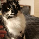 Photo de chat trouvé à Lyon