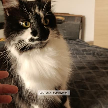 Photo 1/1 Chat trouvé Trouvé à Lyon