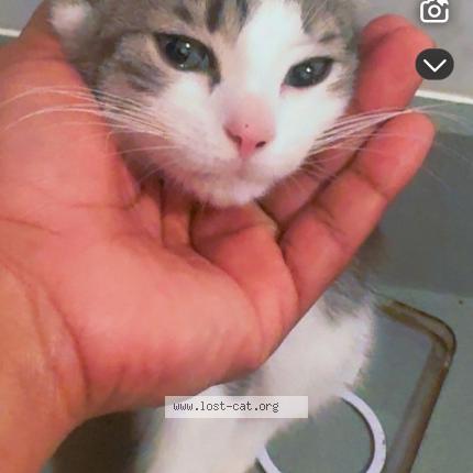 Photo 1/1 shpinx Chat perdu à Queens