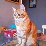 Photo de chat perdu à Lourdes