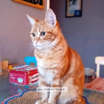 Photo 1/1 Chat retrouvé Perdu à Lourdes