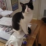 Photo de chat trouvé à Villiers Sur Marne