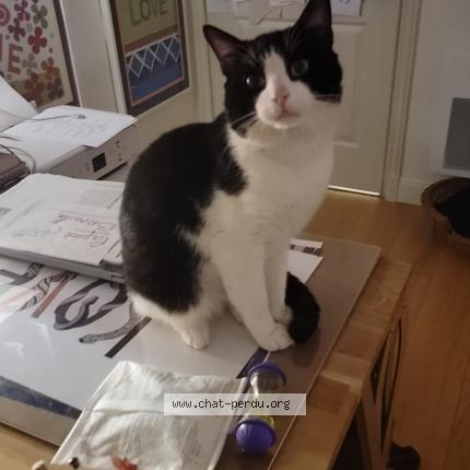 Photo 1/1 Chat trouvé Trouvé à Villiers sur marne