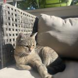 Photo de chat perdu à Annemasse