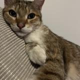 Photo de chat perdu à Bagnolet